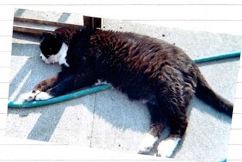 Another Dead Cat Found In Assembly The Standard