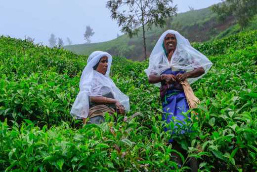 Why tea workers could  lose jobs 