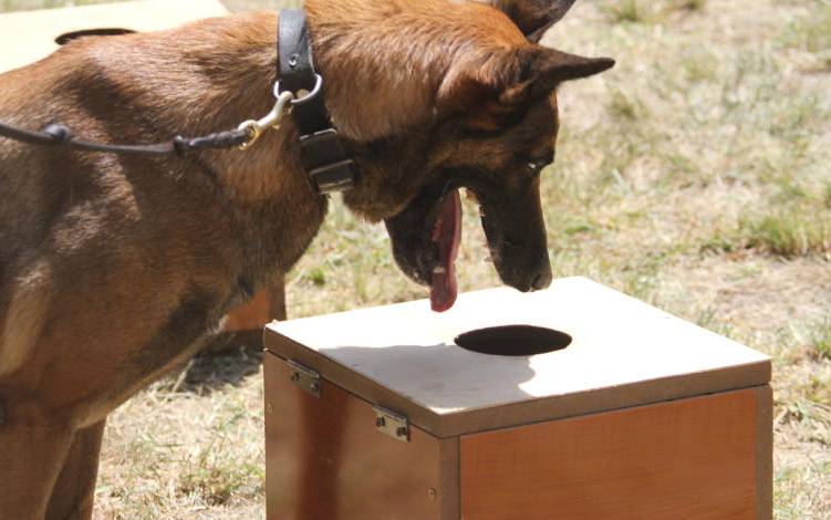 Trained dogs can sniff out coronavirus from saliva