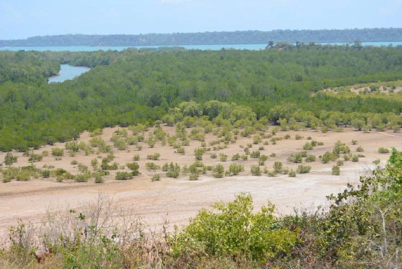 Women in Lamu take lead on Mangrove forest replanting initiatives The