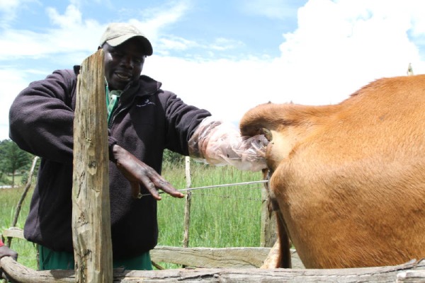Benefits of artificial insemination in livestock - FarmKenya Initiative