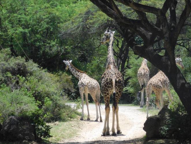 Giraffes at Haller Park