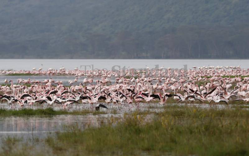 Why flamingo populations are on the decline