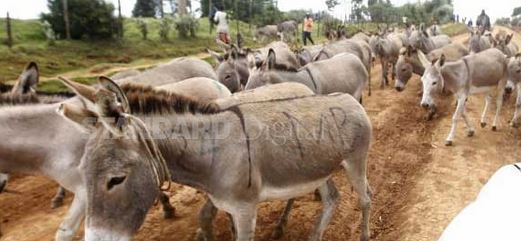 Why rural Kenyan communities rely on donkey for daily economic activities 