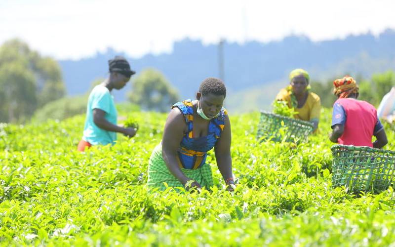 Why tea farmers should adopt sustainable agricultural practices