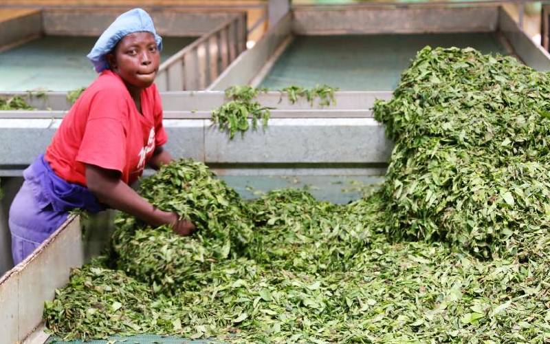 Windfall as farmers to receive higher tea bonus next month
