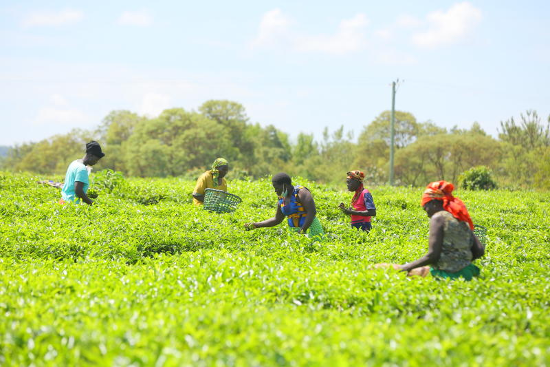 Windfall as farmers set to get higher tea bonus next month