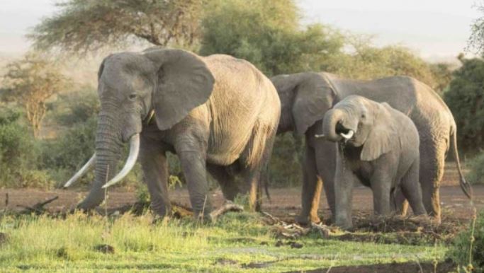 Woman trampled to death by elephant