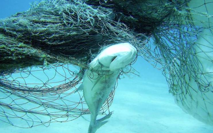 How 'ghost' fishing gear affects at-risk species and fisheries