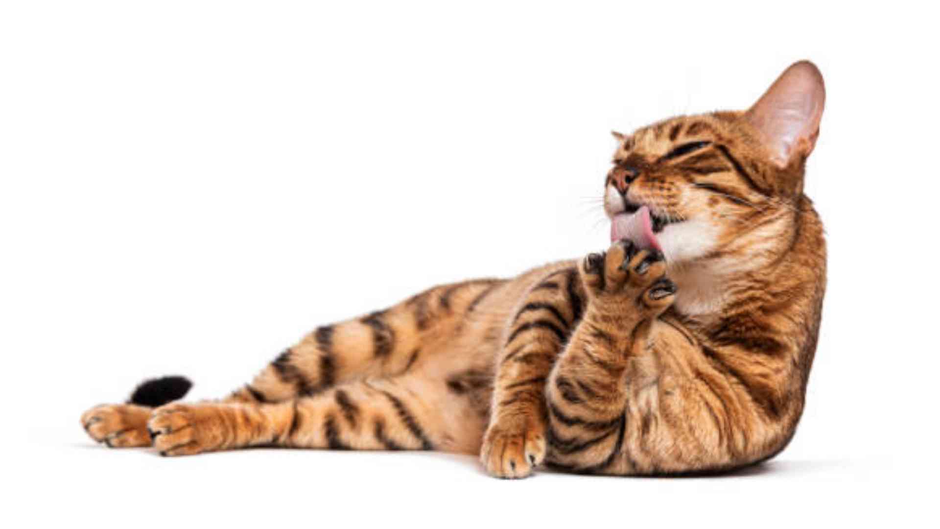 Hyenas, cats, marabou stork, buffaloes, other wild meat Kenyans eat unknowingly