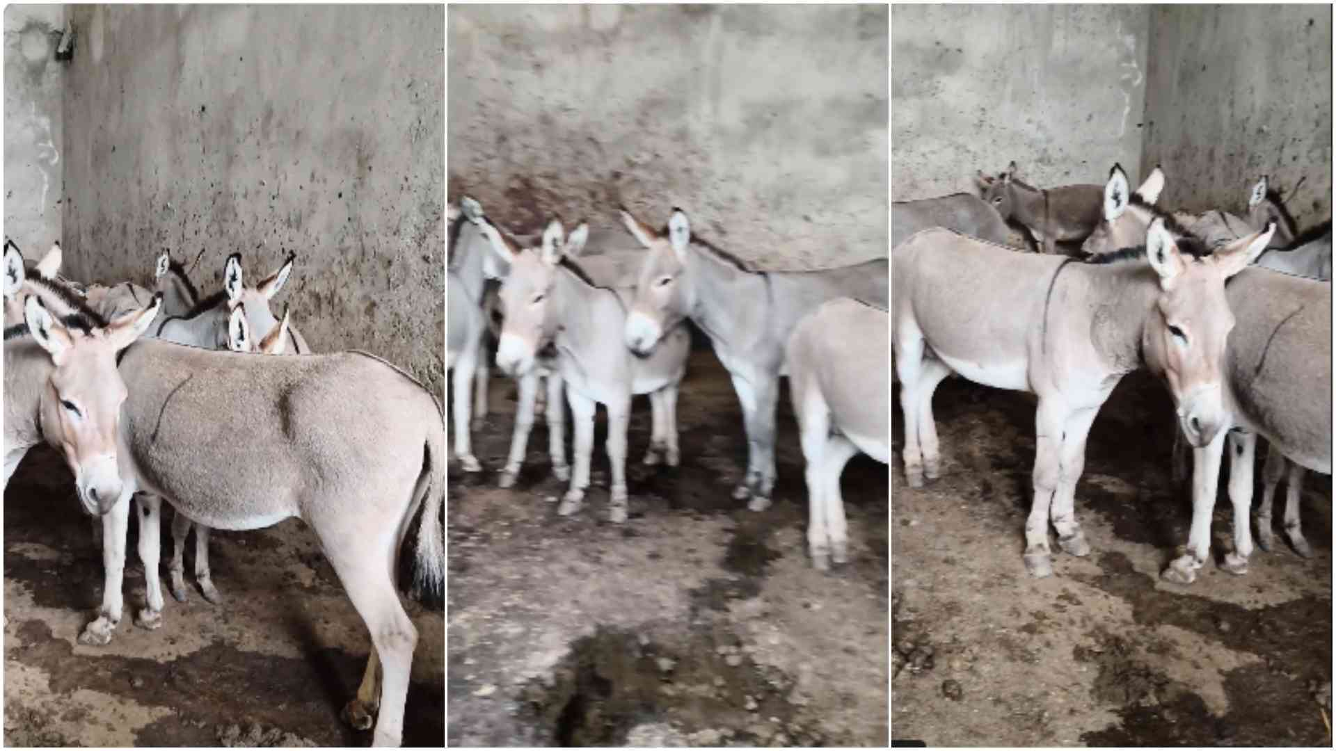 Police rescue 30 donkeys in suspected illegal slaughter house in Juja, Kiambu