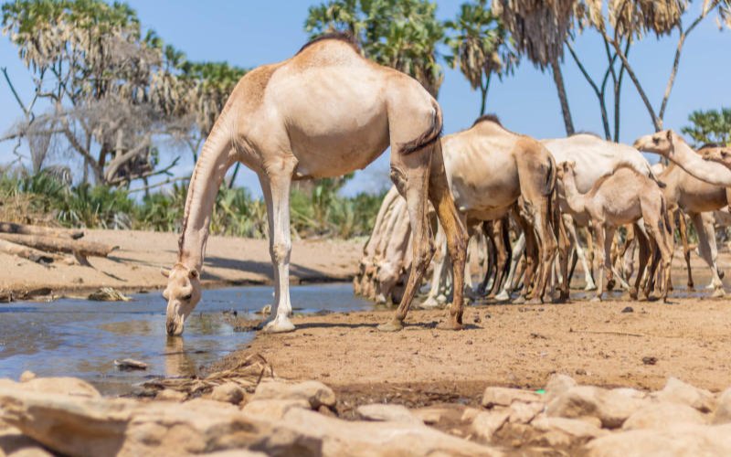 Travel: Life in northern Kenya's drylands is a quiet lesson in survival