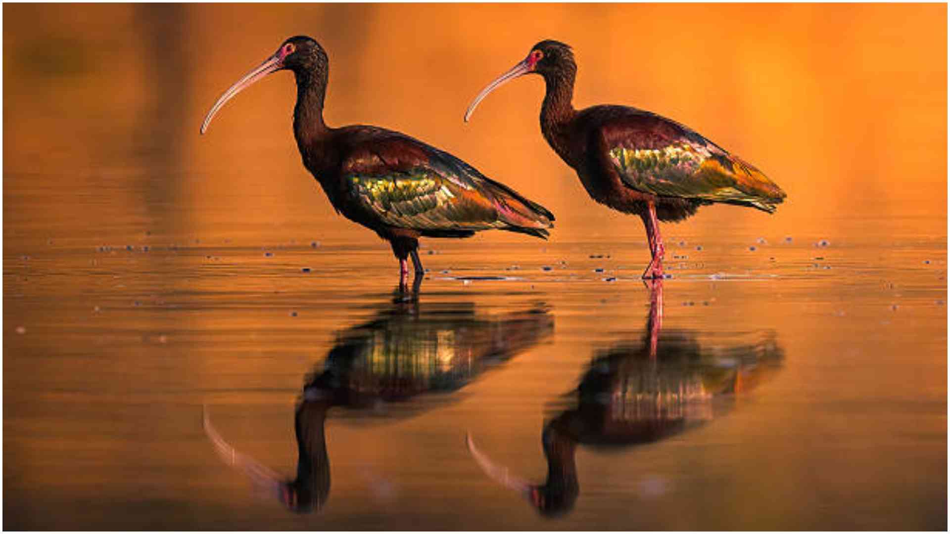 Ng'ang'a flavour: Wild bird that Seme fishermen prefer over fish