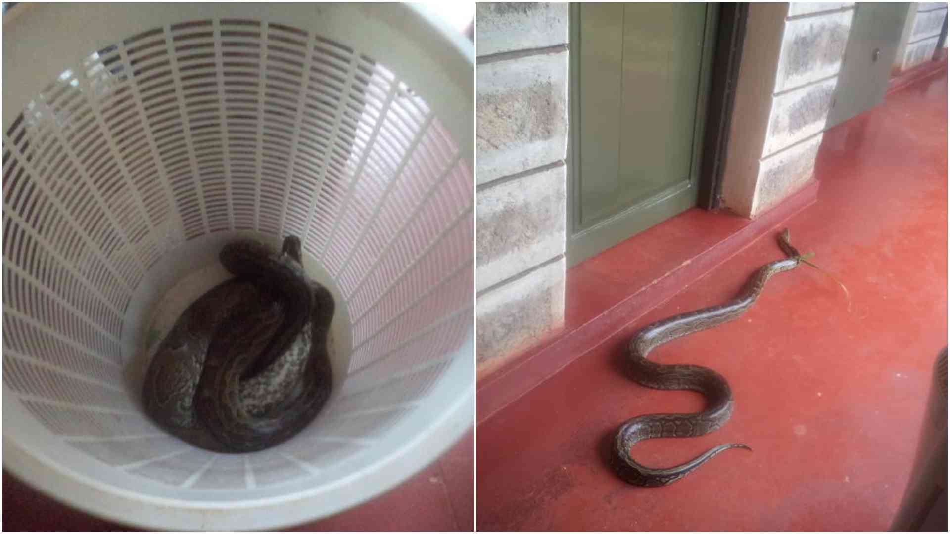 Sssssscripture: Rise of snake rituals in Kenyan churches