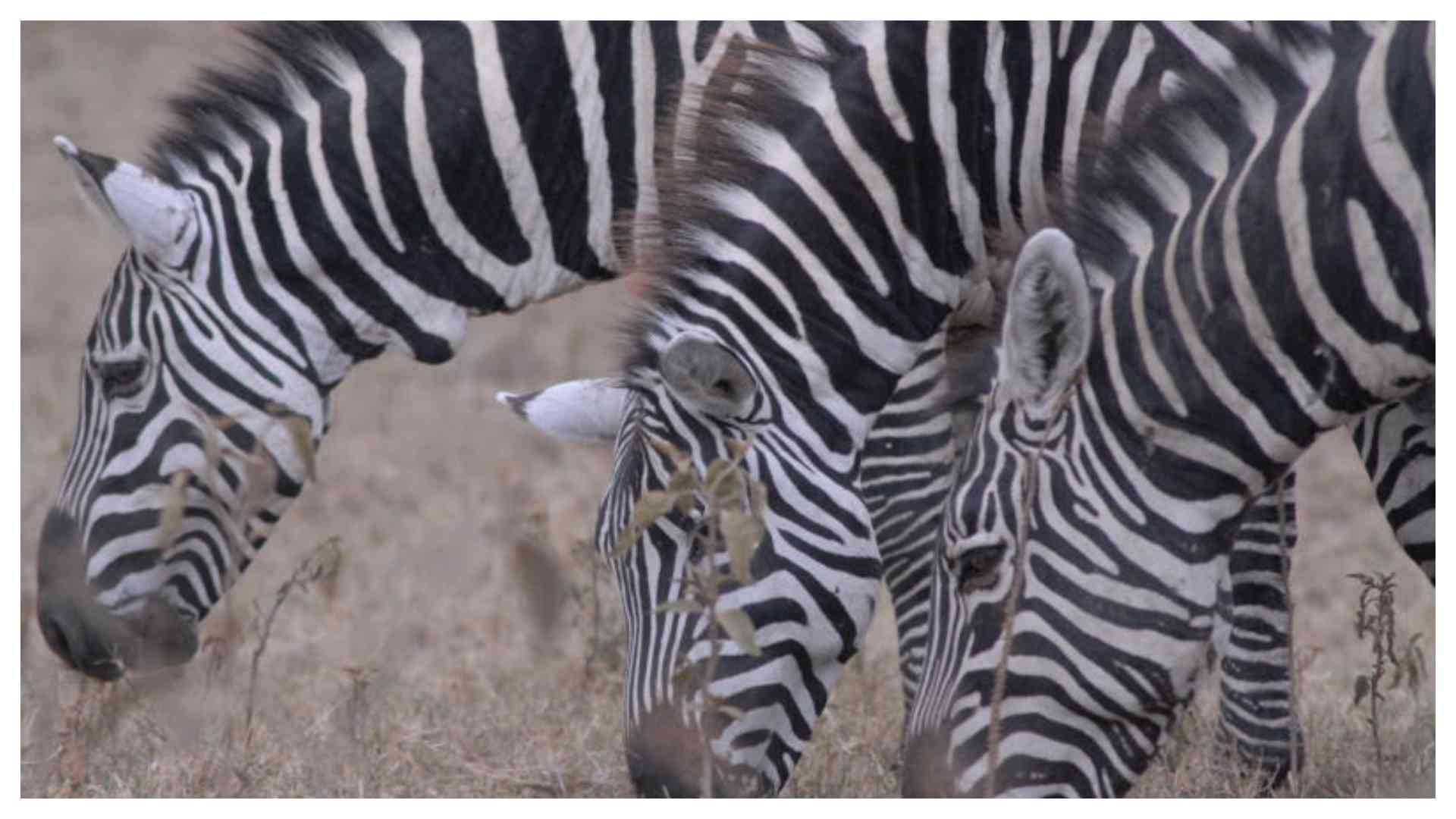 There is more than just watching birds at Lake Nakuru