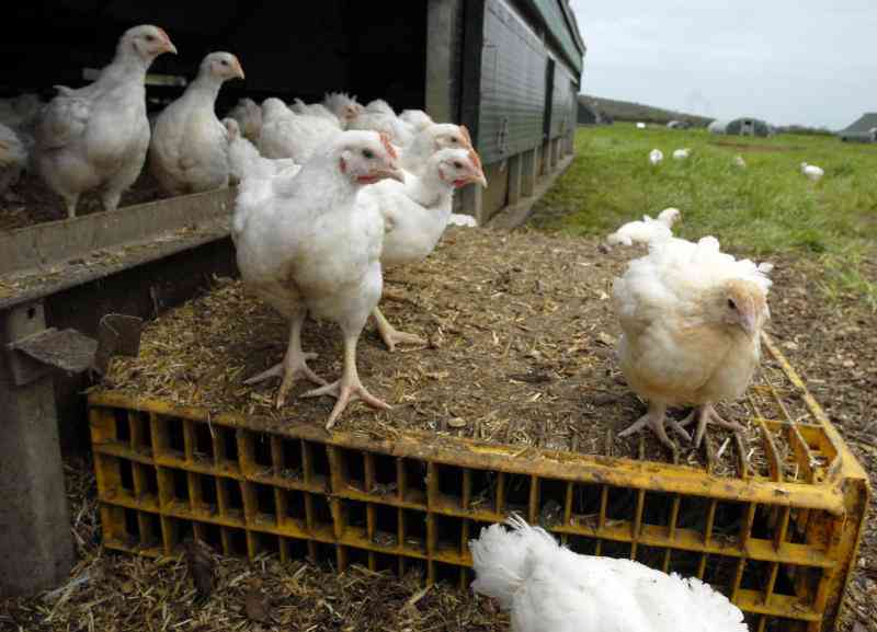 Rearing broilers without medicines The Standard Entertainment