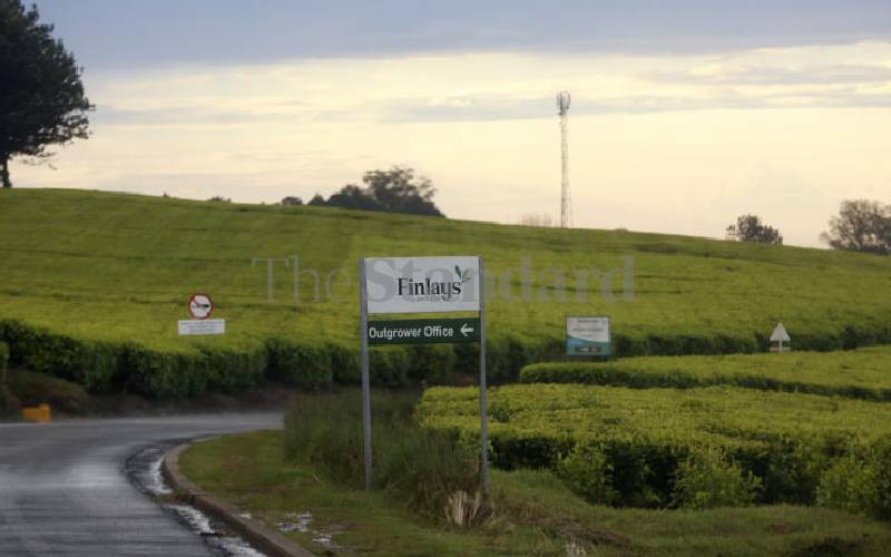 Why Kenya's tea plantations can be our Venice canals, Mt Fuji