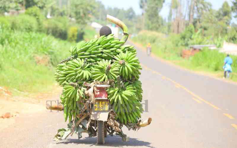 A boda boda rider transports fresh bananas to Keumbu market in Kisii County on Januari 23, 2023. [Sammy Omingo, Standard]