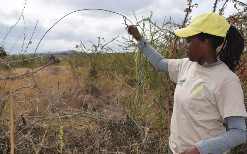 The hands silently battling Kenya's poaching crisis