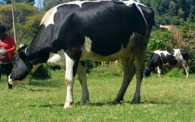 Help doc! Why are my cows drinking urine - FarmKenya Initiative
