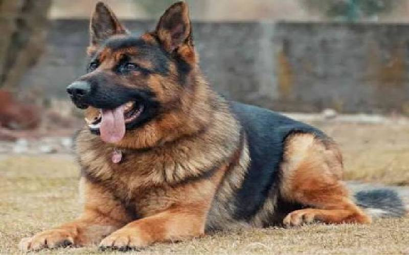VIDEO: German Shepherd dog chases down phone thief in dramatic Kileleshwa crime bust