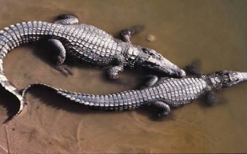 Man charged in Singapore over fake AI crocodile image