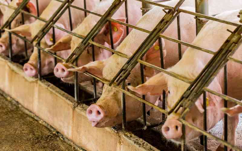How factory farming puts you, the planet, and animals at risk and why a  moratorium (ban) is needed - The Standard