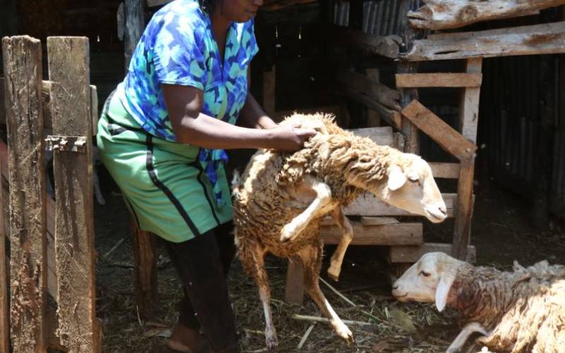 SHEEP NASAL BOT - Haryana Veterinary Services Association