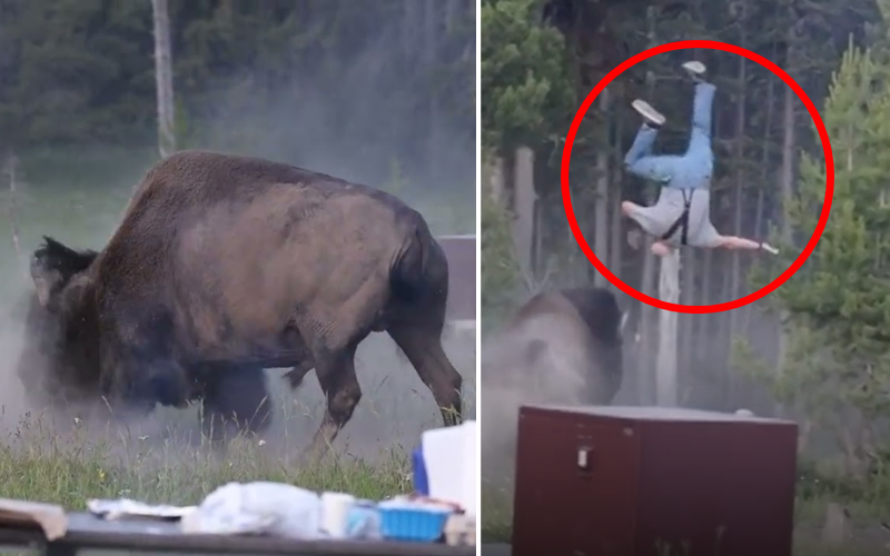 VIDEO: Moment furious Yellowstone bison flipped tourist during photo session