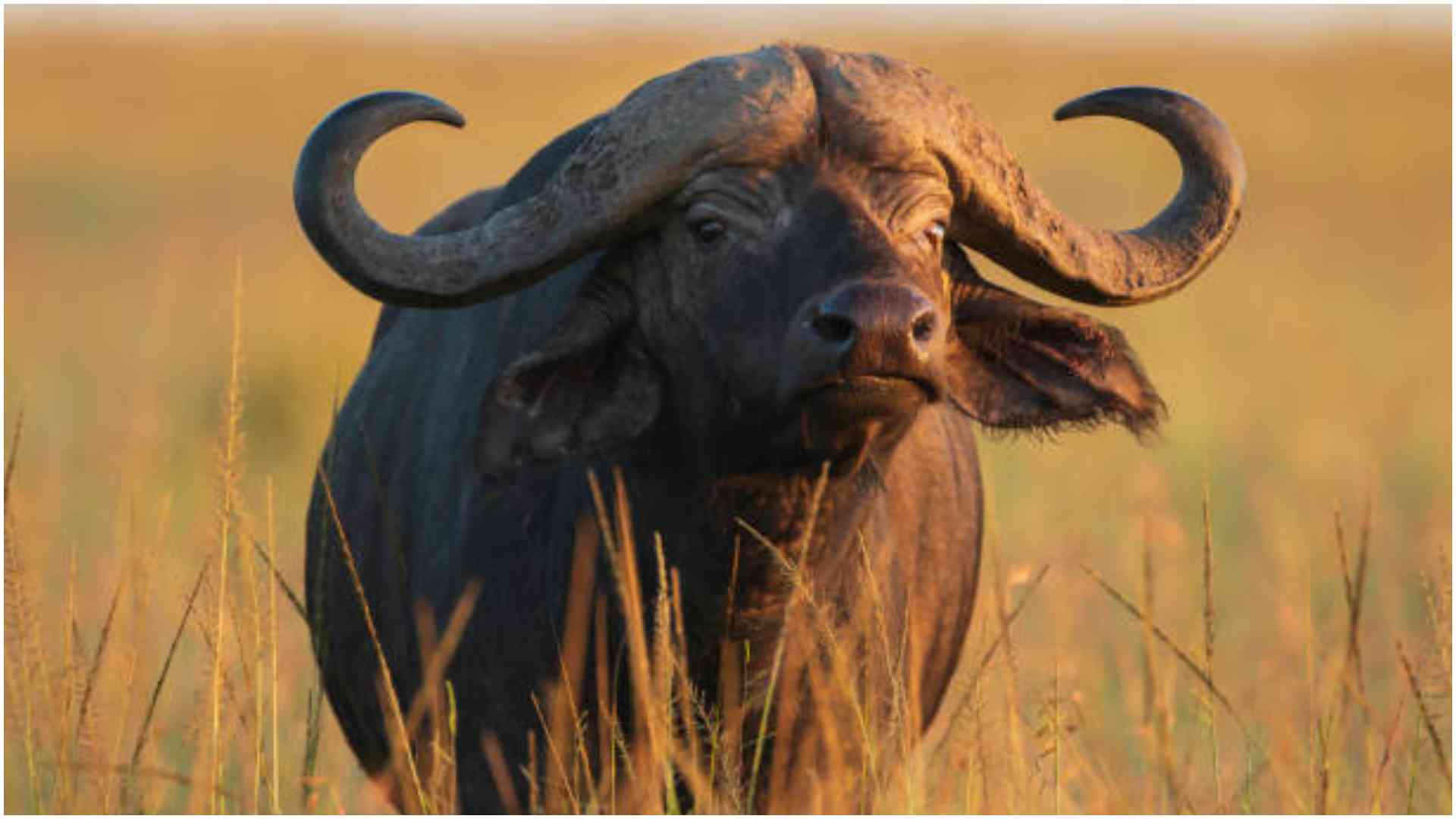 Hyenas, cats, marabou stork, buffaloes, other wild meat Kenyans eat unknowingly