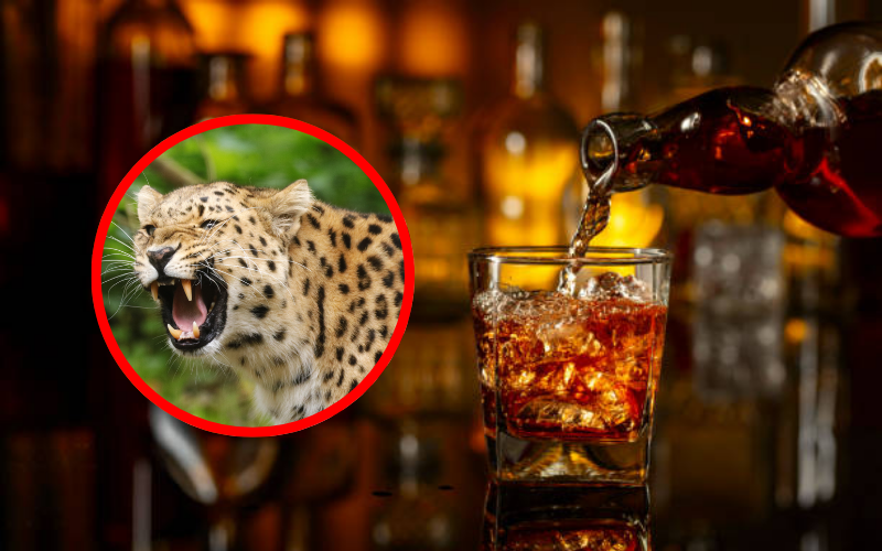 VIDEO: Leopard storms liquor store, attacks workers before dramatic five-hour rescue