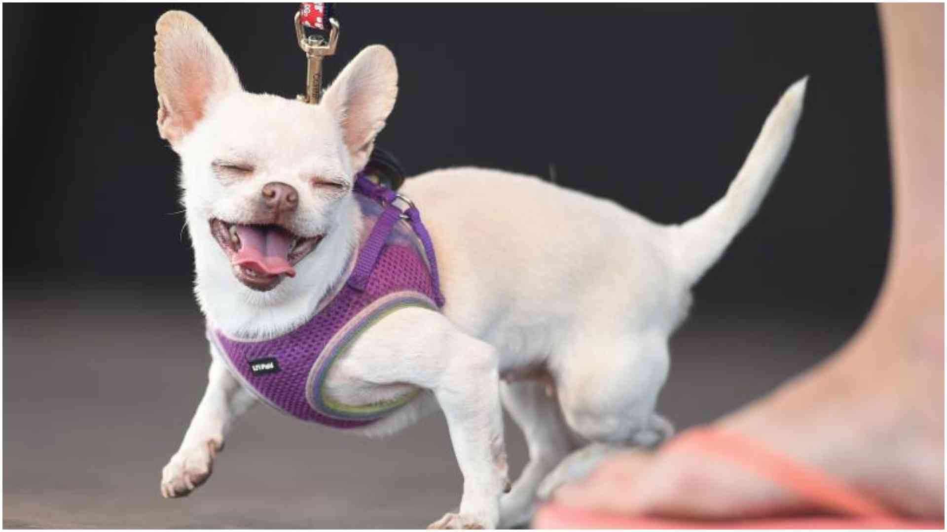 Ruai man pleads guilty to stealing mum's chihuahua, says he released it after it bit him