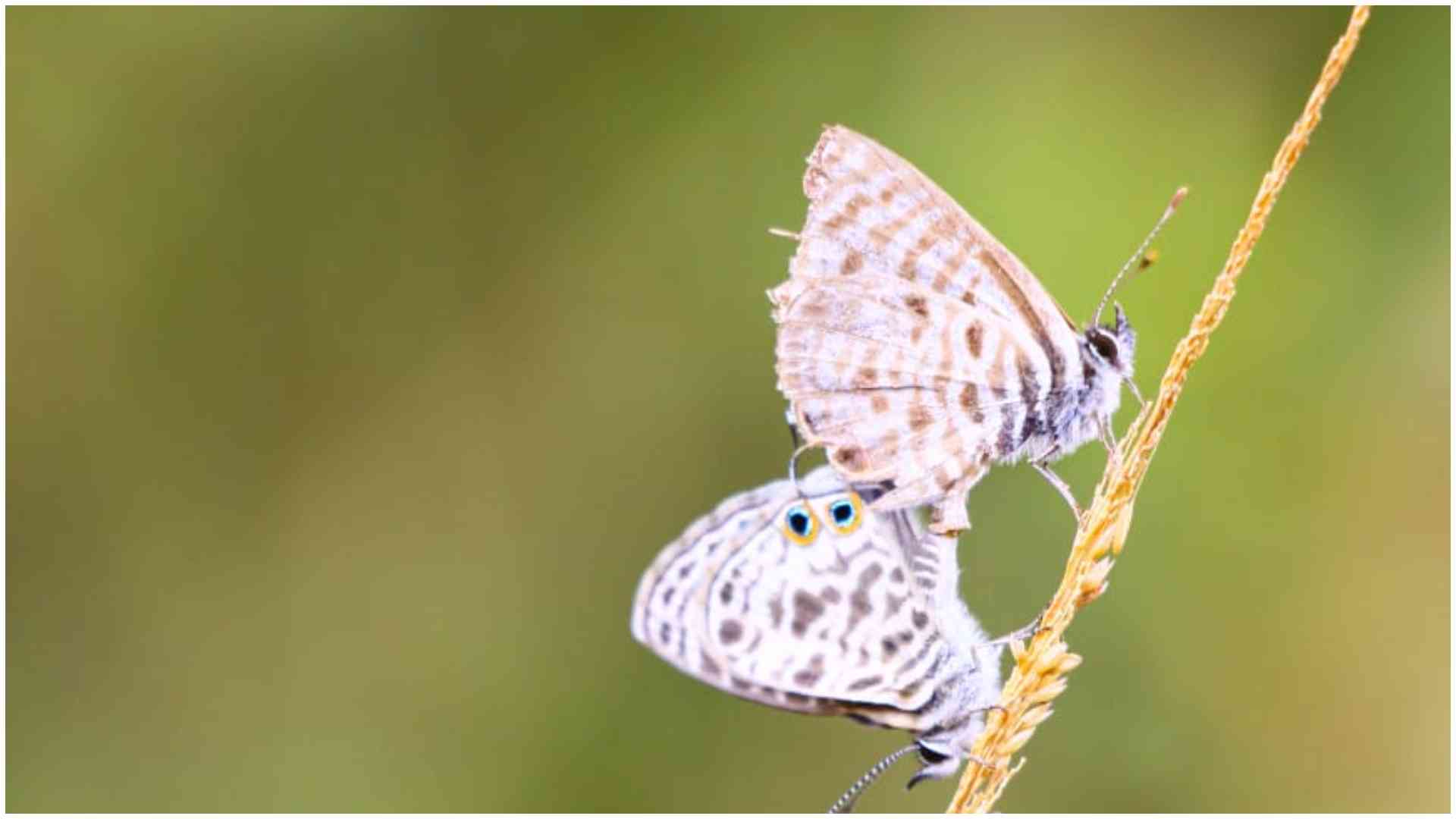 Wildlife ranger Ali Abedi turns Chyulu Hills adventures into stunning nature photos