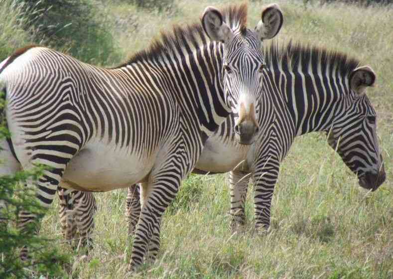 Rare Grevy's zebras among wild animals at risk due to dry spells - The  Standard Entertainment