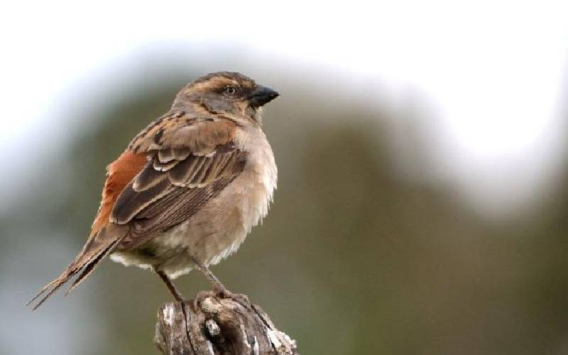 Dull skies as birds disappear due to human activities, report warns - The  Standard