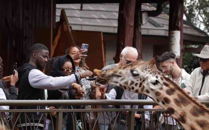 Giraffe Centre: An oasis of calm in a frenzied city