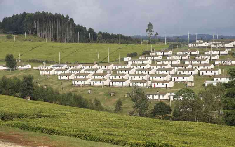 Kericho, the countryside of majestic wonders - The Standard