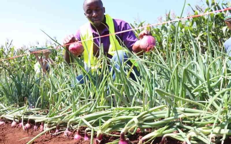 Nyeri onion farmers protest skewed market