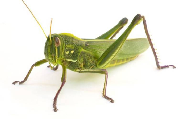 Quiet, please: How human noise interrupts grasshopper sex ...
