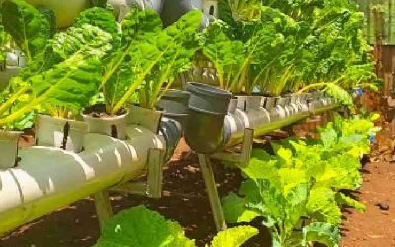 What hydroponic farming can do in tiny urban spaces