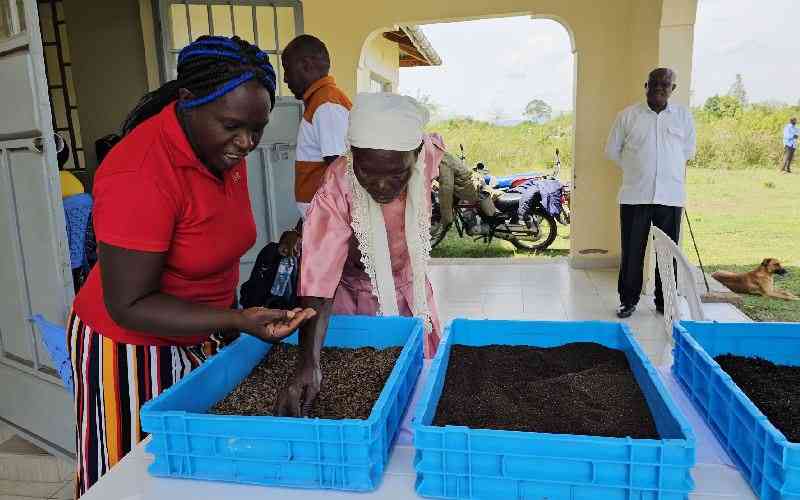 Sustainable agriculture using Black Soldier Fly
