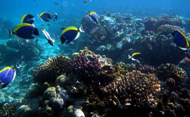 Beneath the waves: Magical snorkelling adventure in Kisite Mpunguti