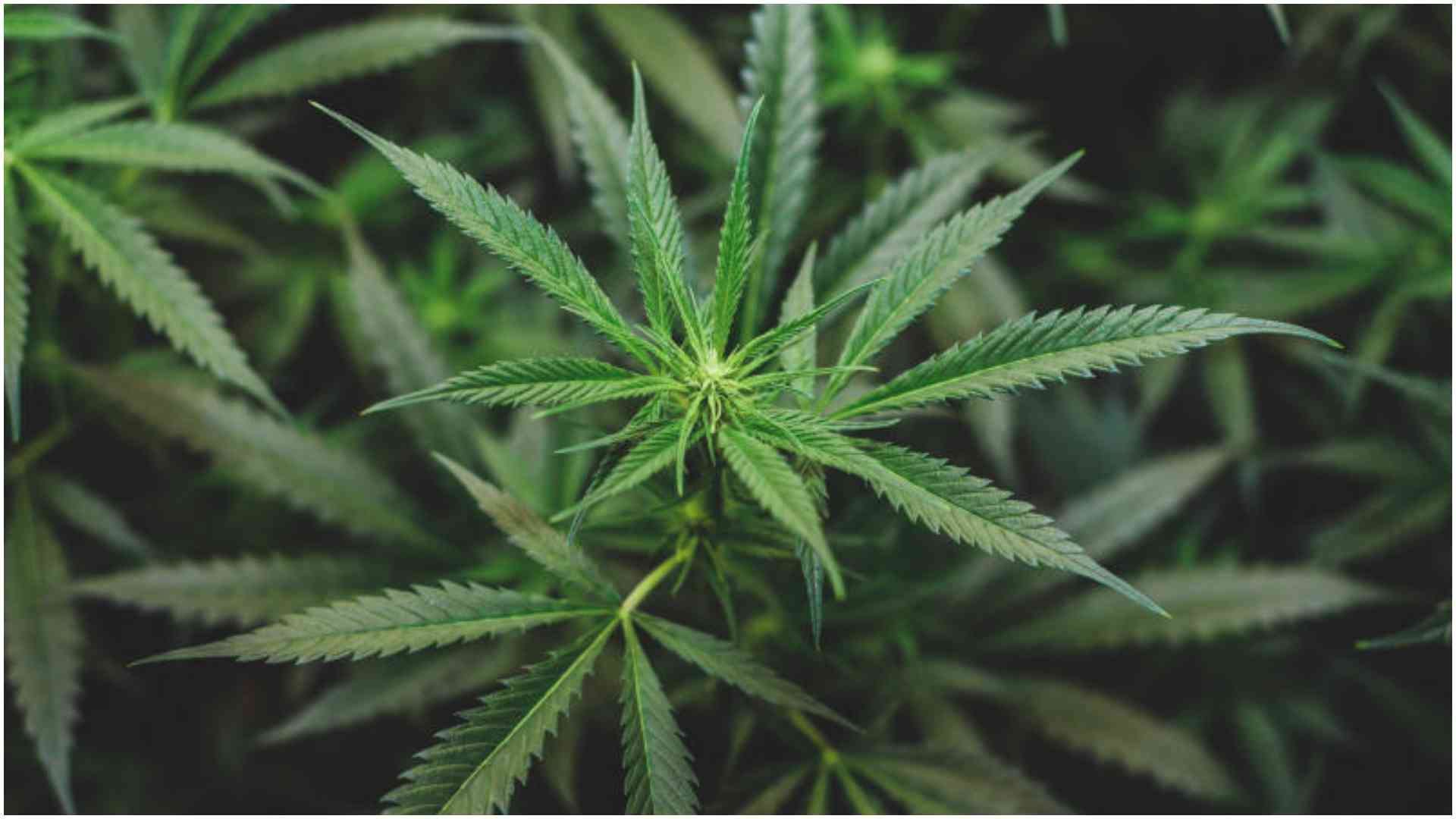 Ganja land: Sleepy Luanda market where marijuana and gangs define daily life