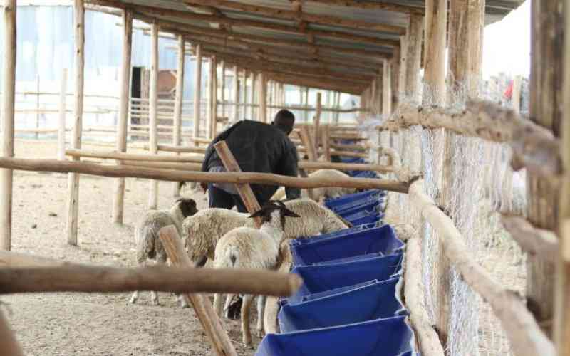 How to make money from feedlot business FarmKenya Initiative