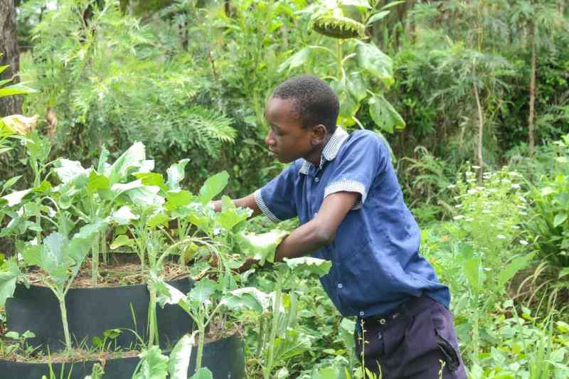 Farmers embrace permaculture farming to increase food production