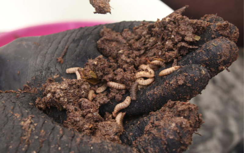Waste to wealth: How black soldier flies are transforming livestock farming in Nyeri