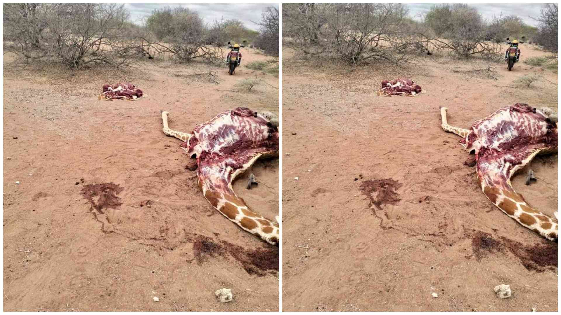 KWS raises alarm as rising bushmeat trade threatens wildlife in Tsavo