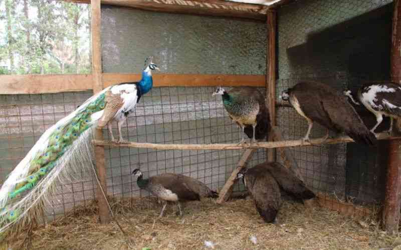 How I grow wealth from ornamental birds The Standard