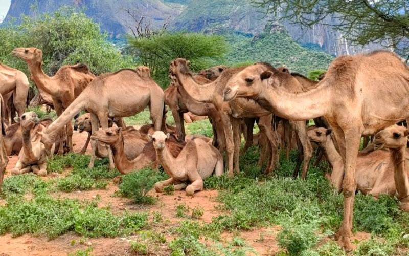 A first-timer's journey to Samburu