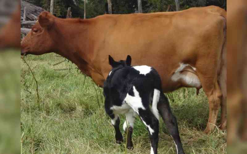 Role of inseminator, farmer and animal in successful Artificial Insemination  - FarmKenya Initiative
